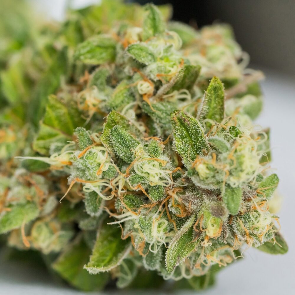 FLOWER / HASH